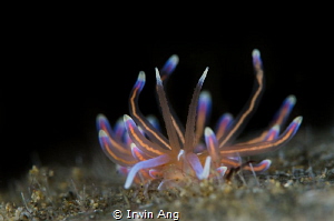 E L E C T R I C
Sea slug (Phyllodesmium opalescens)
Ani... by Irwin Ang 